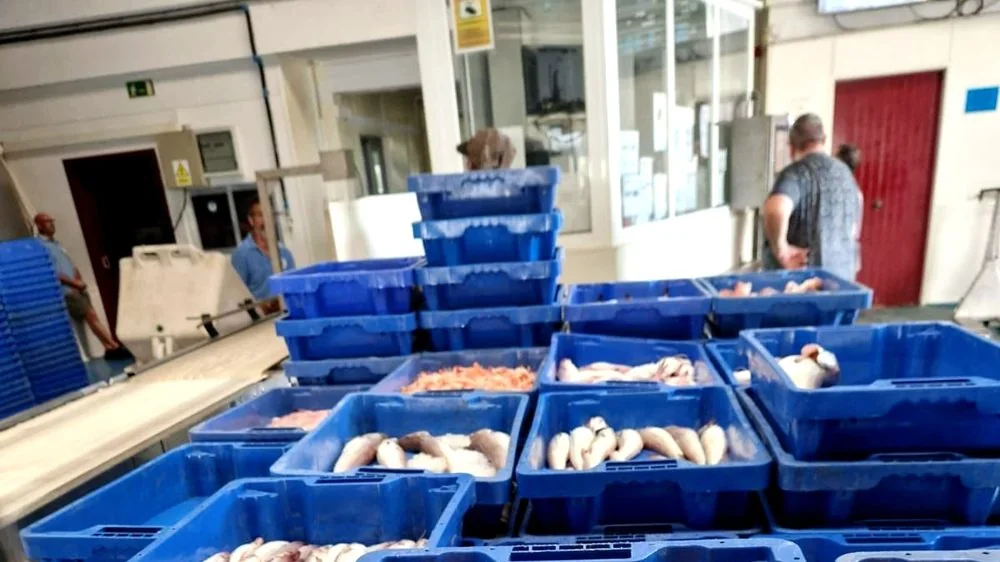 Distribució majorista peix fresc